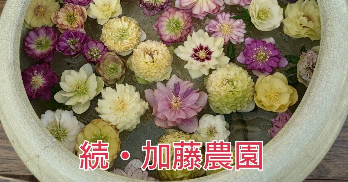 続・クリスマスローズの加藤農園｜シニアスタイル109Ⅱ