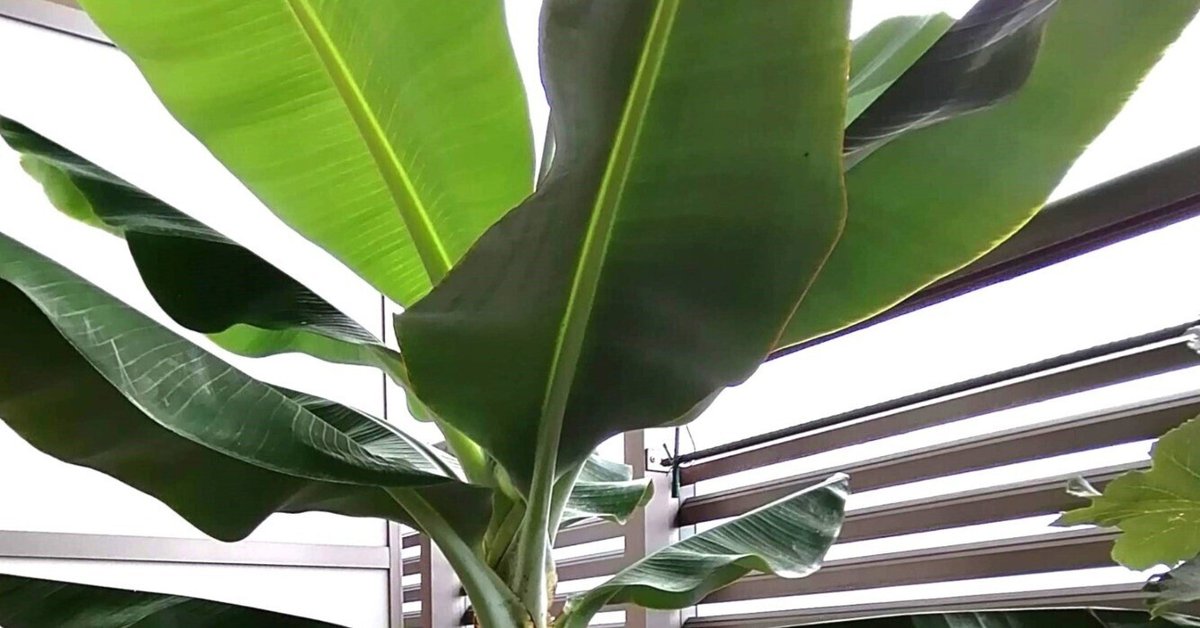 運気アップ 南国植物】 バナナ 苗 芭蕉 庭木 観葉植物 プラ鉢の