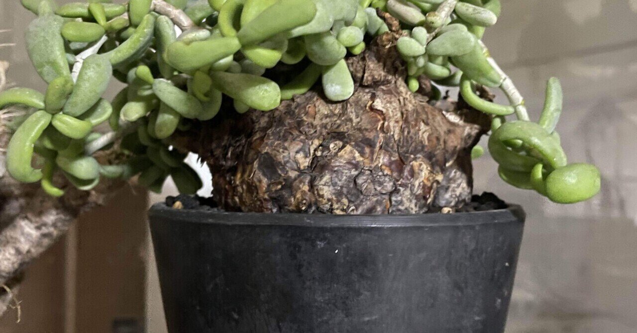 ケラリアピグマエアについて｜コーデックス ファンクラブ🌈🌈🌈