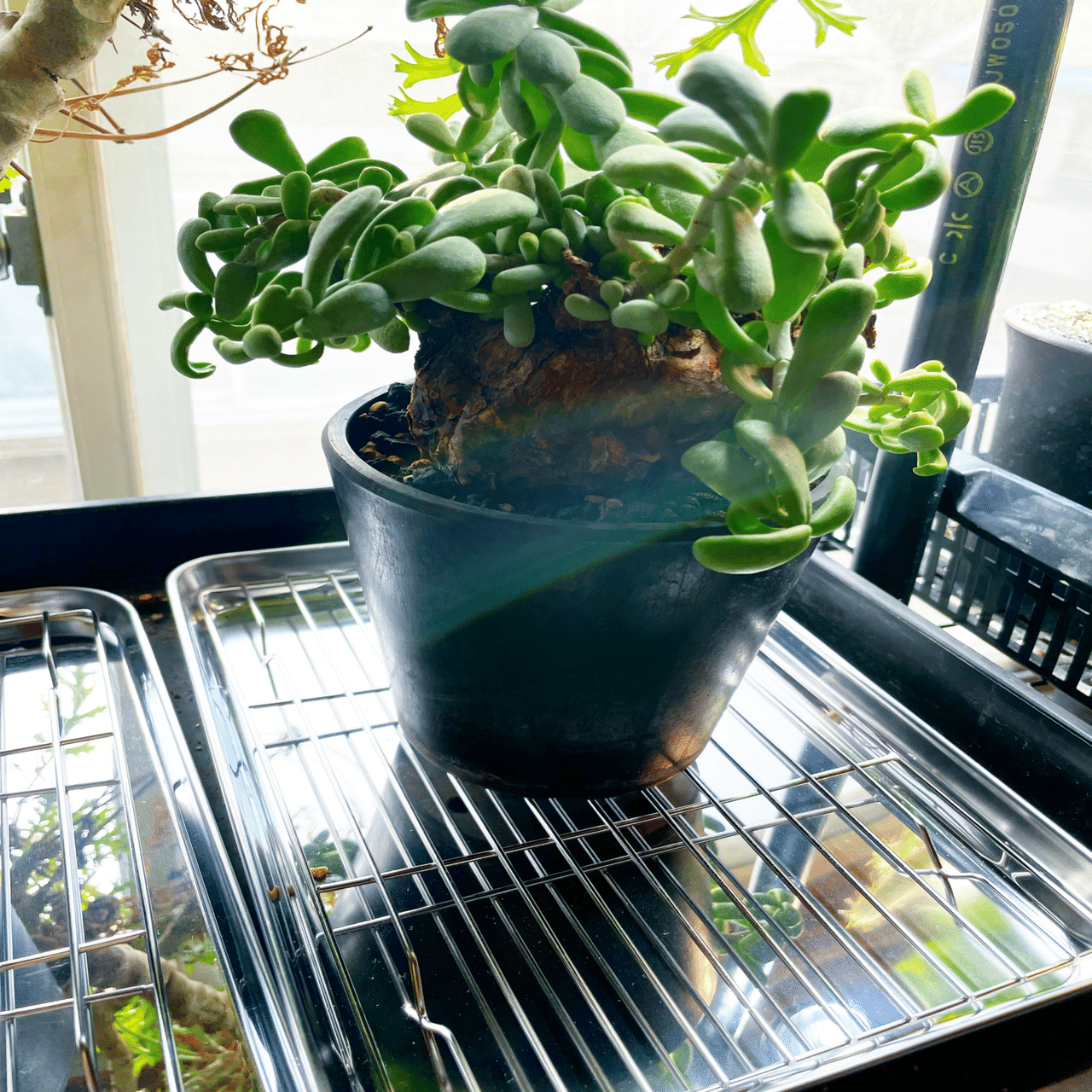 ケラリアピグマエアについて｜コーデックス ファンクラブ🌈🌈🌈