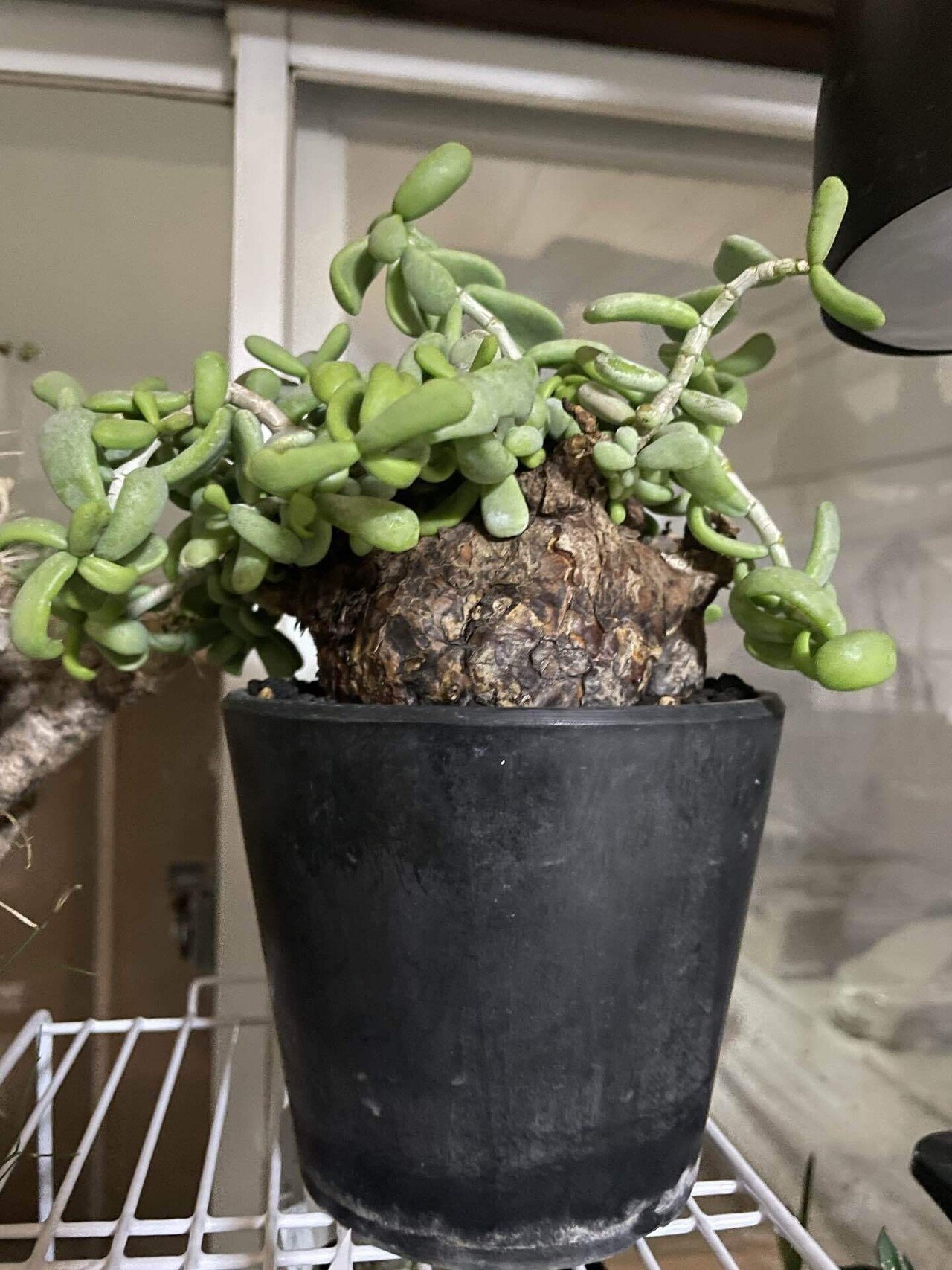 ケラリアピグマエアについて｜コーデックス ファンクラブ🌈🌈🌈