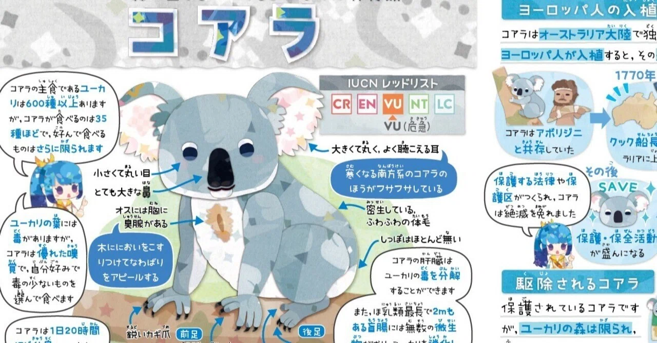 コアラ様ご確認用ページ☆ 絶滅危機動物ファイル17「コアラ」｜キクチミロ