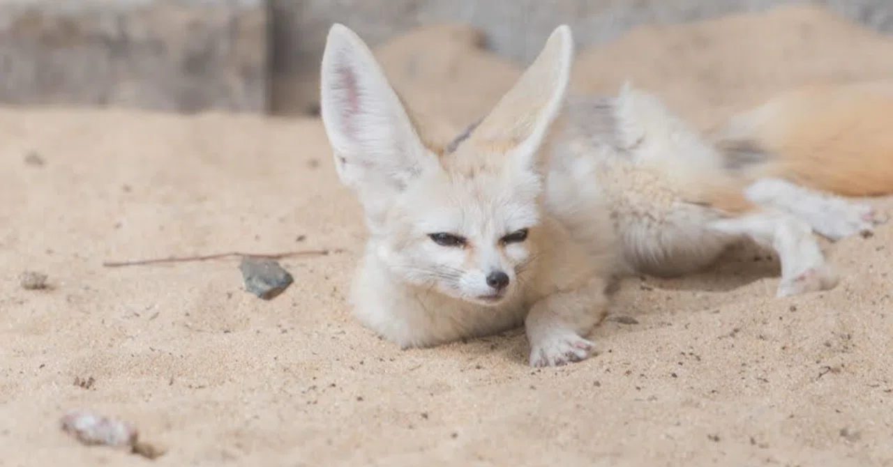 What I really want to do is in a dog's tail and a kindergarten sandbox ...