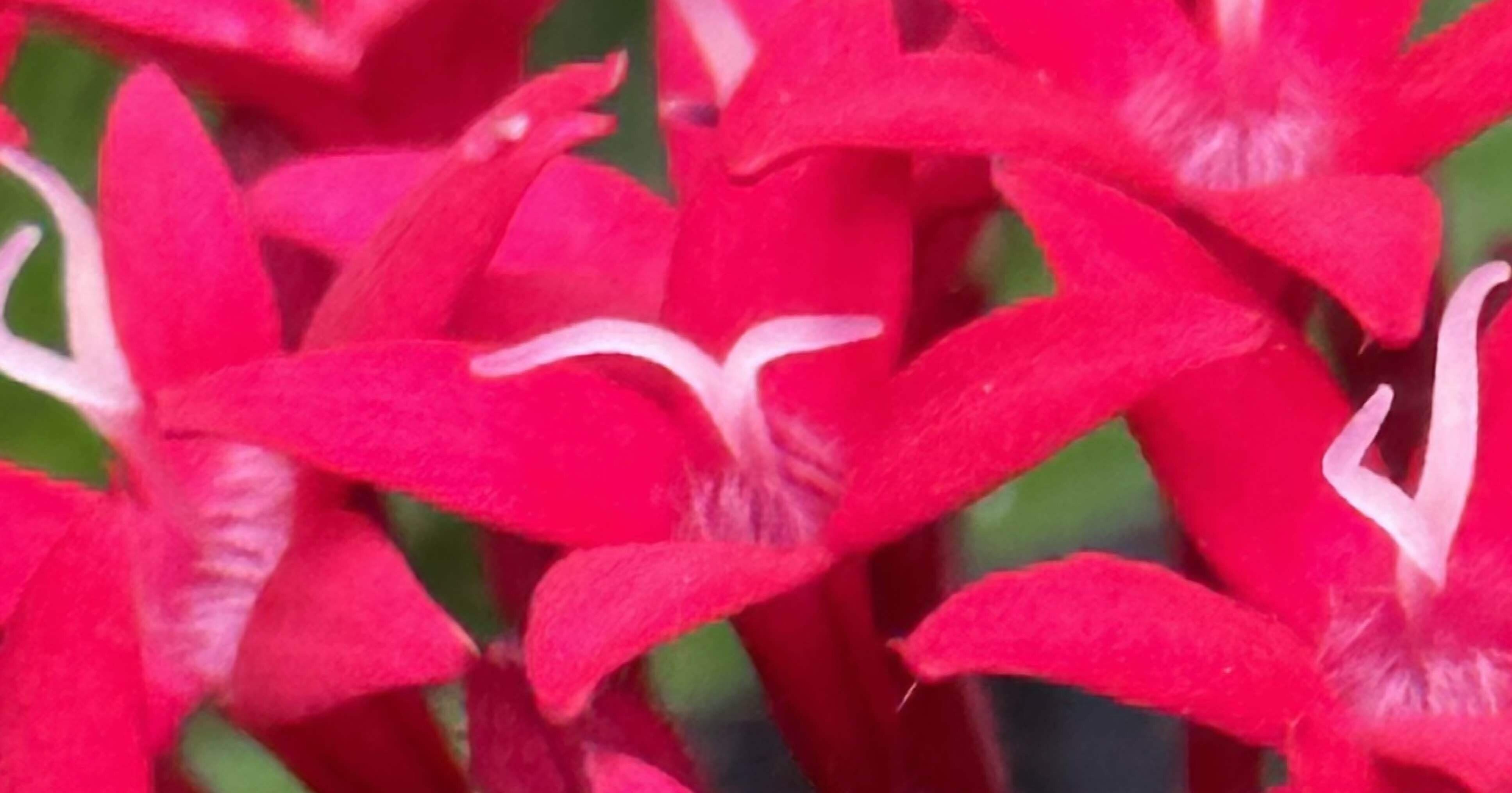 PENTAS RED VELVET｜EGGSEED
