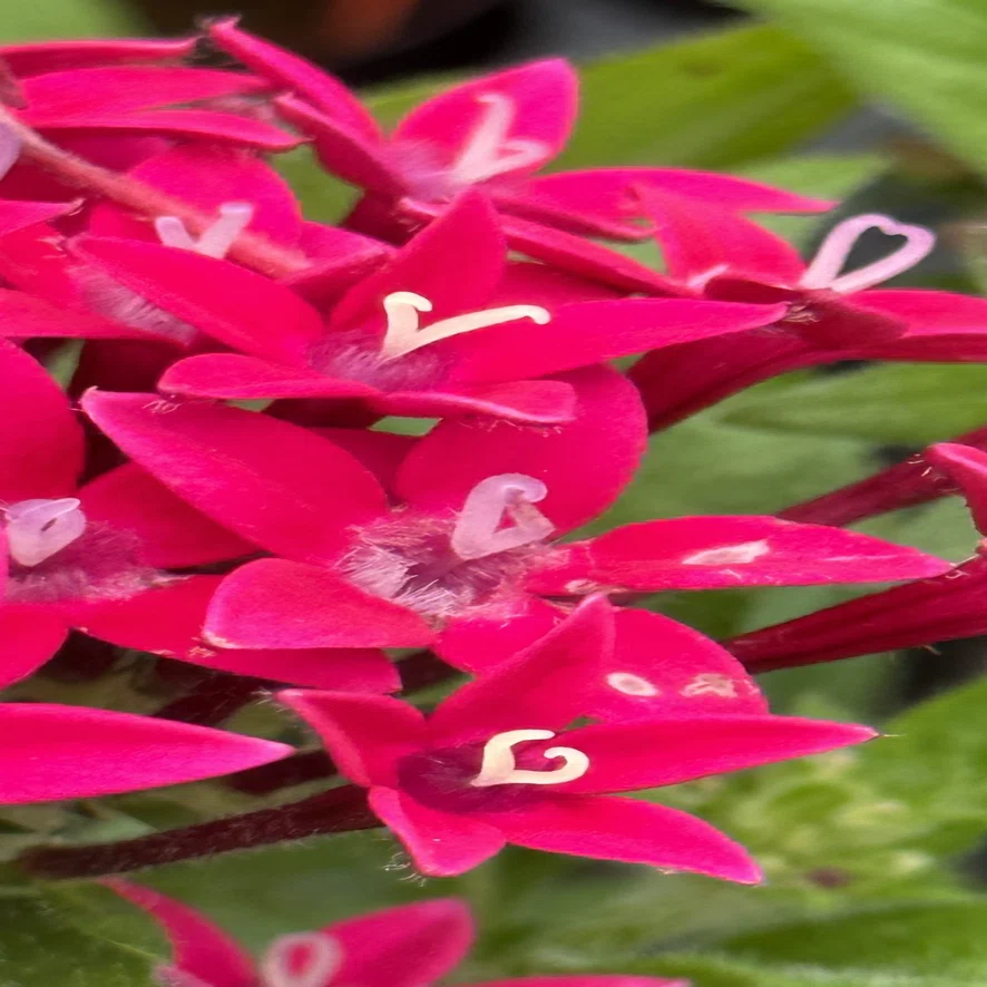 PENTAS RED VELVET｜EGGSEED