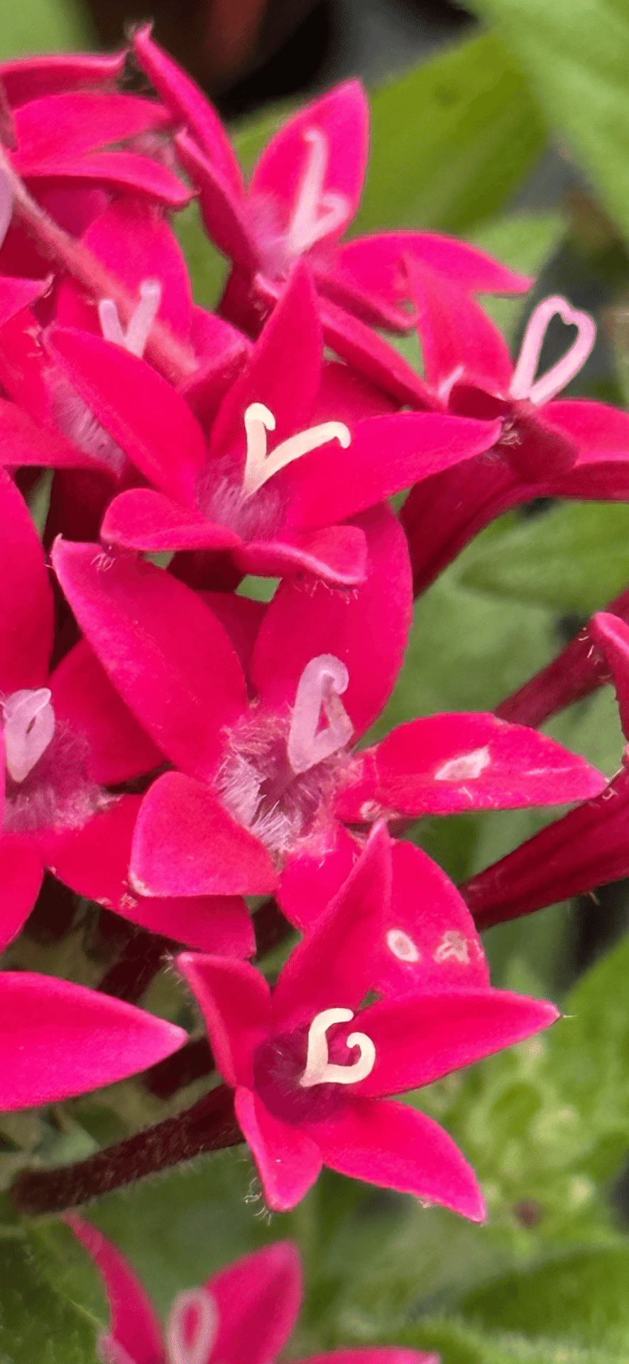 PENTAS RED VELVET｜EGGSEED
