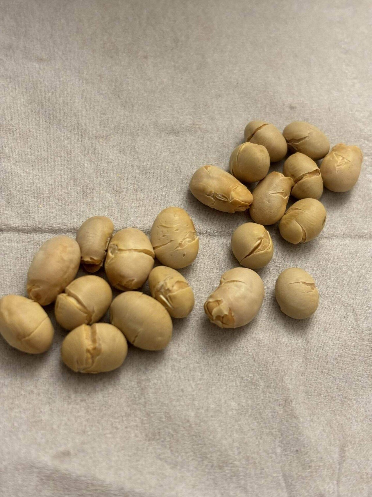 大豆」が好き。｜帆風海 / Kai Hokaze