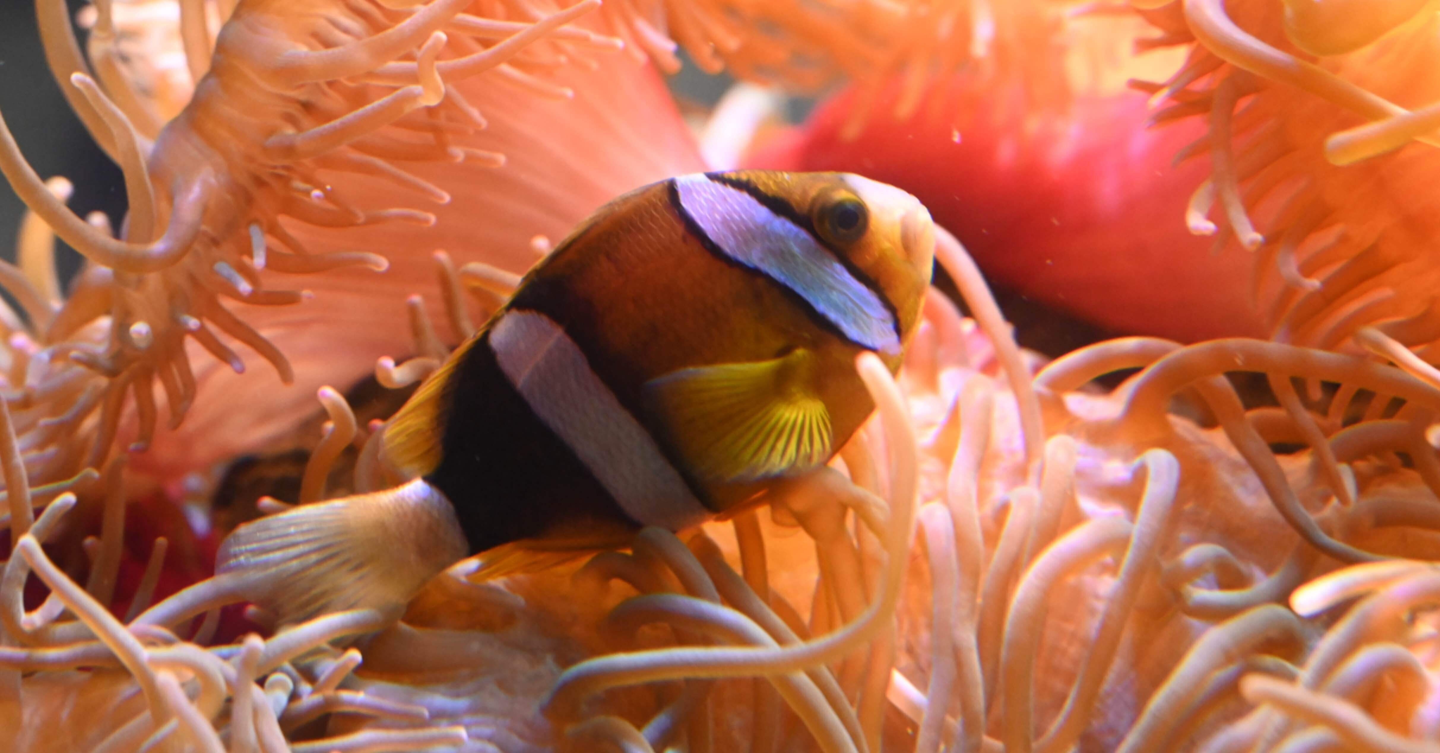 あわしまマリンパークの思い出（後編）｜RYUHA@俺の水族館