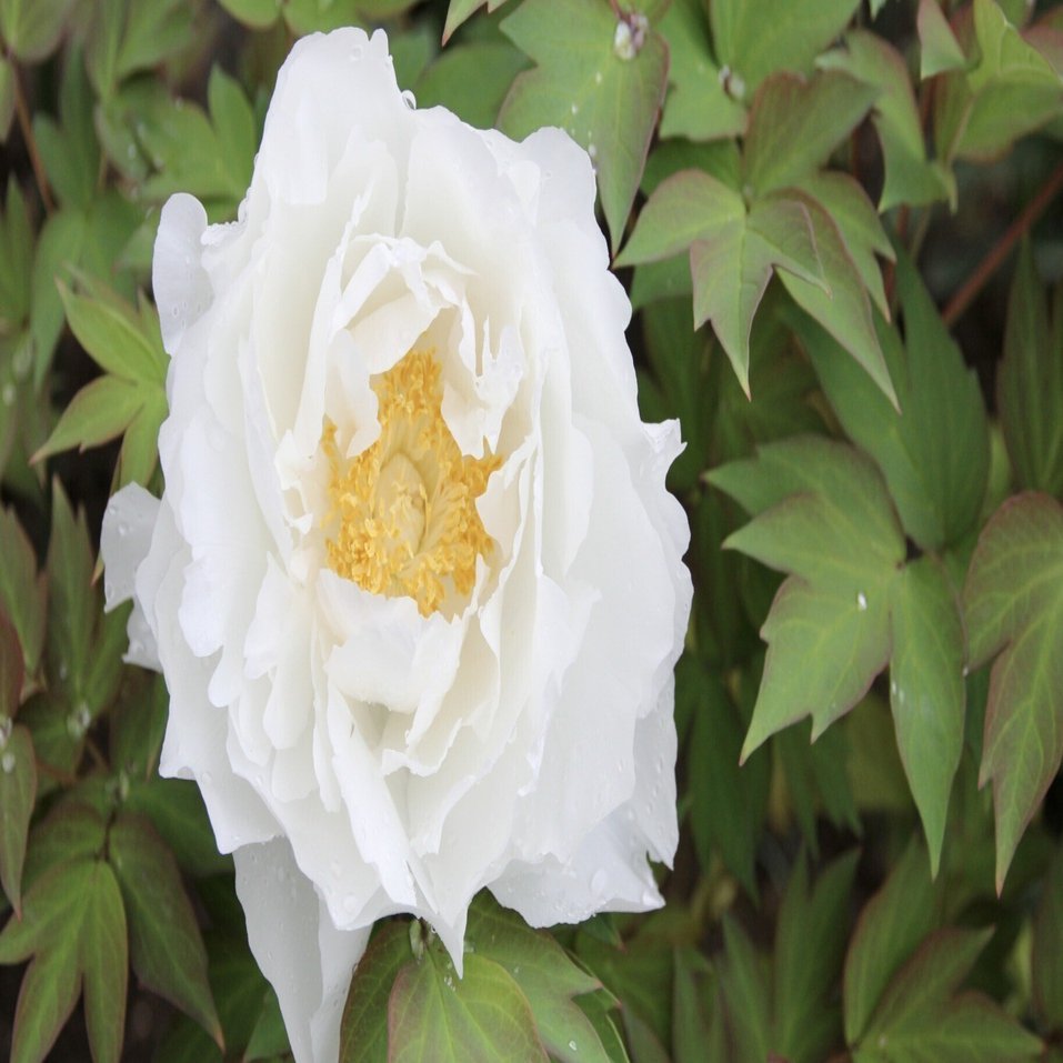 牡丹雪（ぼたんゆき）｜鈴木咲子/ Sakiko Suzuki