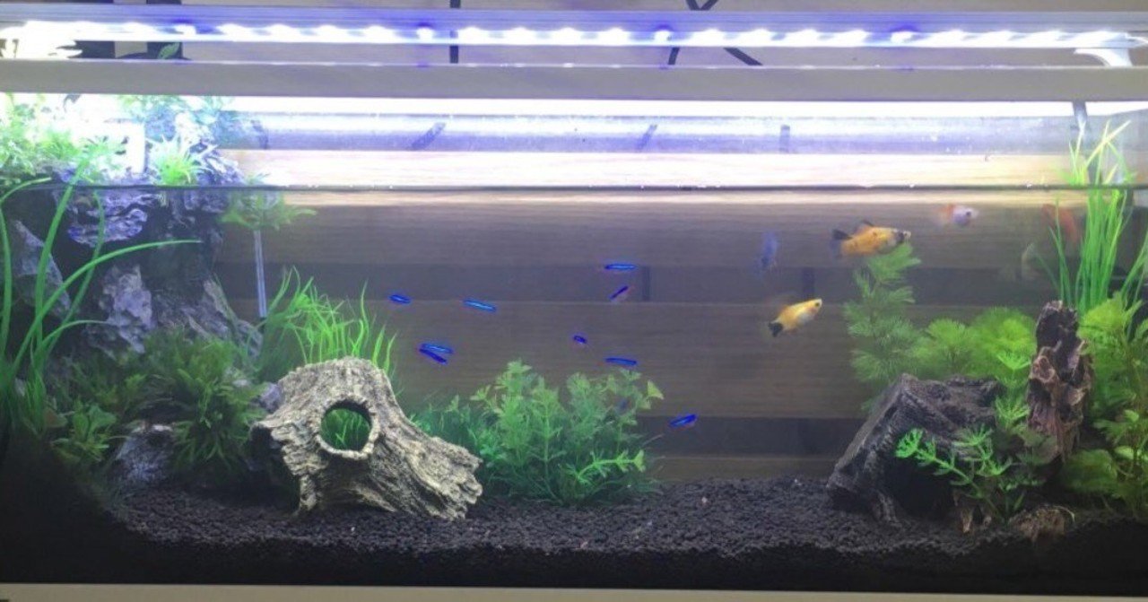 ライトインタビュー パーセンテージ アクアリウム垢 さん イノカ Note ライトインタビュー パーセンテージ アクアリウム垢 さん イノカ Note