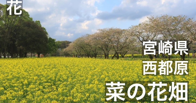 西都原 30万本の菜の花が咲き誇る、春の絶景、古墳群　宮崎県