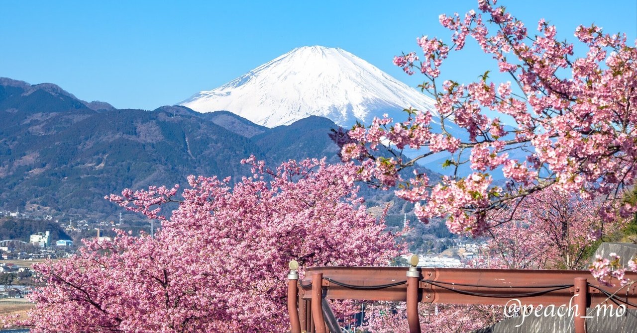今日はあの山へ#17｜冬のお花見その3 神奈川県 松田町 西平畑公園(松田