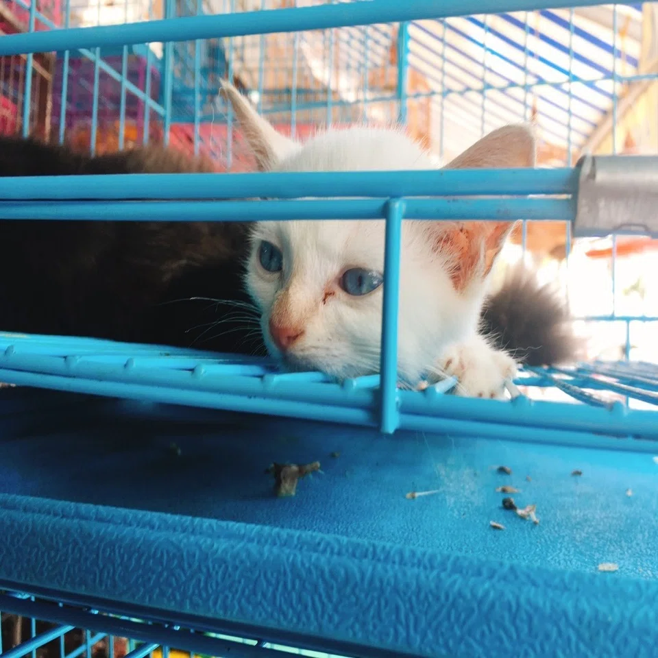 ベト日記0 ベトナムでは 犬派 猫派 と聞かれない 渋澤怜 ベトナムで言葉屋さん Note