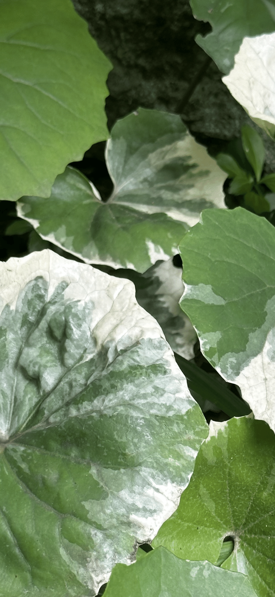 石蕗 浮雲錦 大株 園芸ネット本店｜ツワブキ：浮雲錦（うきぐもにしき）5号鉢植え の通販