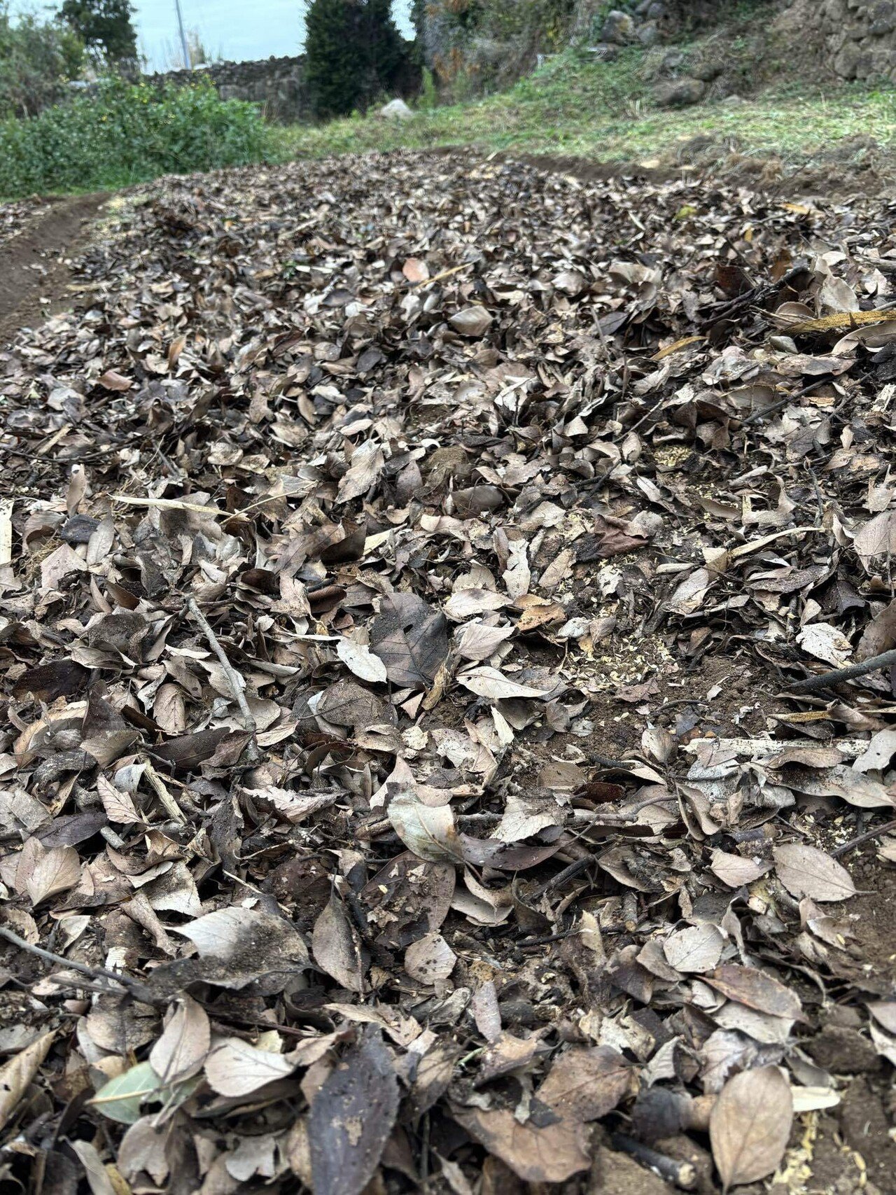 そこらへんの落ち葉