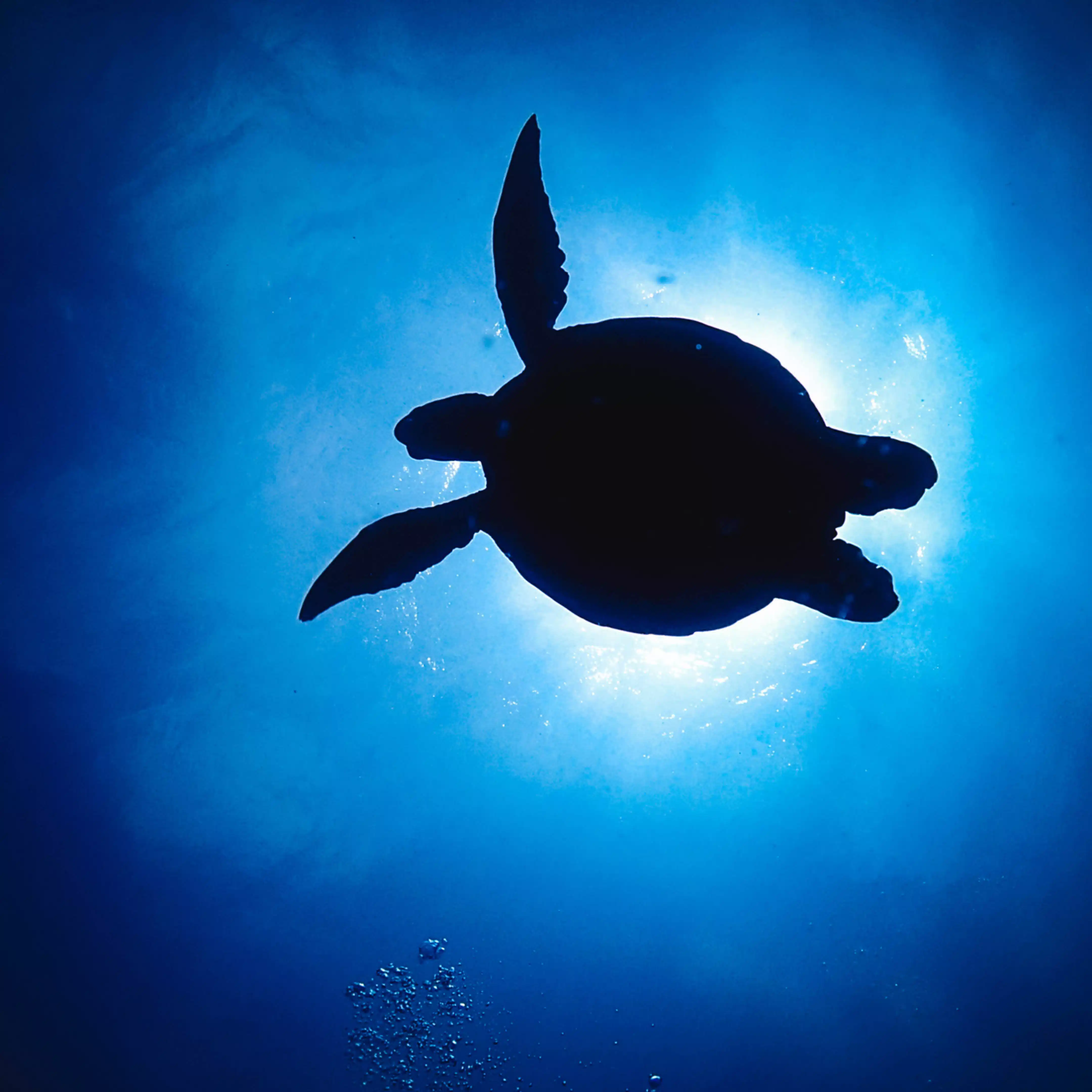 honu