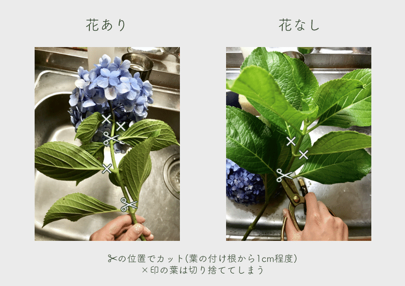 実践レポート 紫陽花の挿し木 Juneray Note