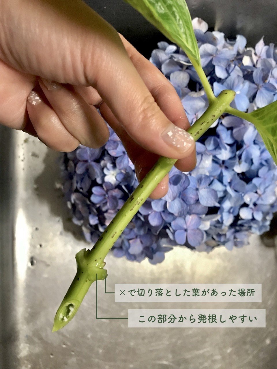 実践レポート 紫陽花の挿し木 Juneray Note 実践レポート 紫陽花の挿し木 Juneray Note