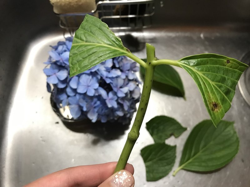 実践レポート 紫陽花の挿し木 Juneray Note