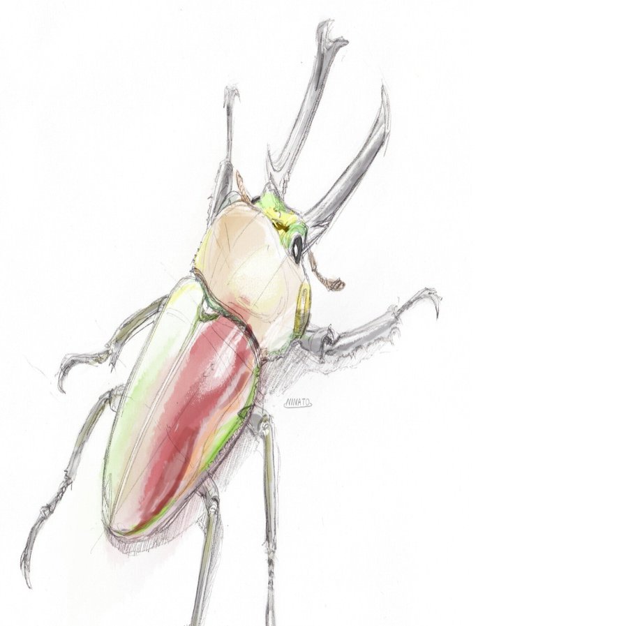 七色に輝く世界一美しいクワガタ：ニジイロクワガタの色彩進化の秘密