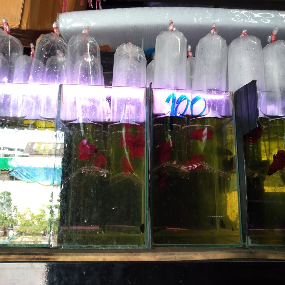 19年版 タイの個人輸入ビジネスの最新状況 芋売る人 ときどきコンサル Note