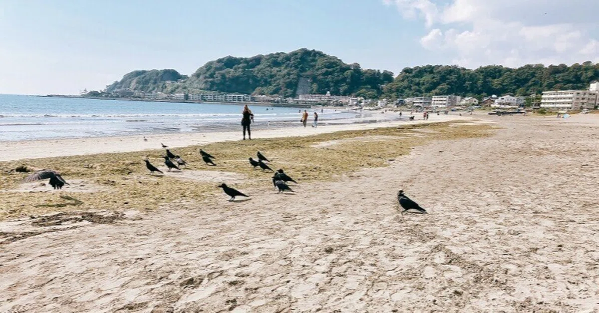 牛　歯　ビーチコーミング　鎌倉市 タカラガイと微少貝とトンビがいっぱい！鎌倉・由比ヶ浜で
