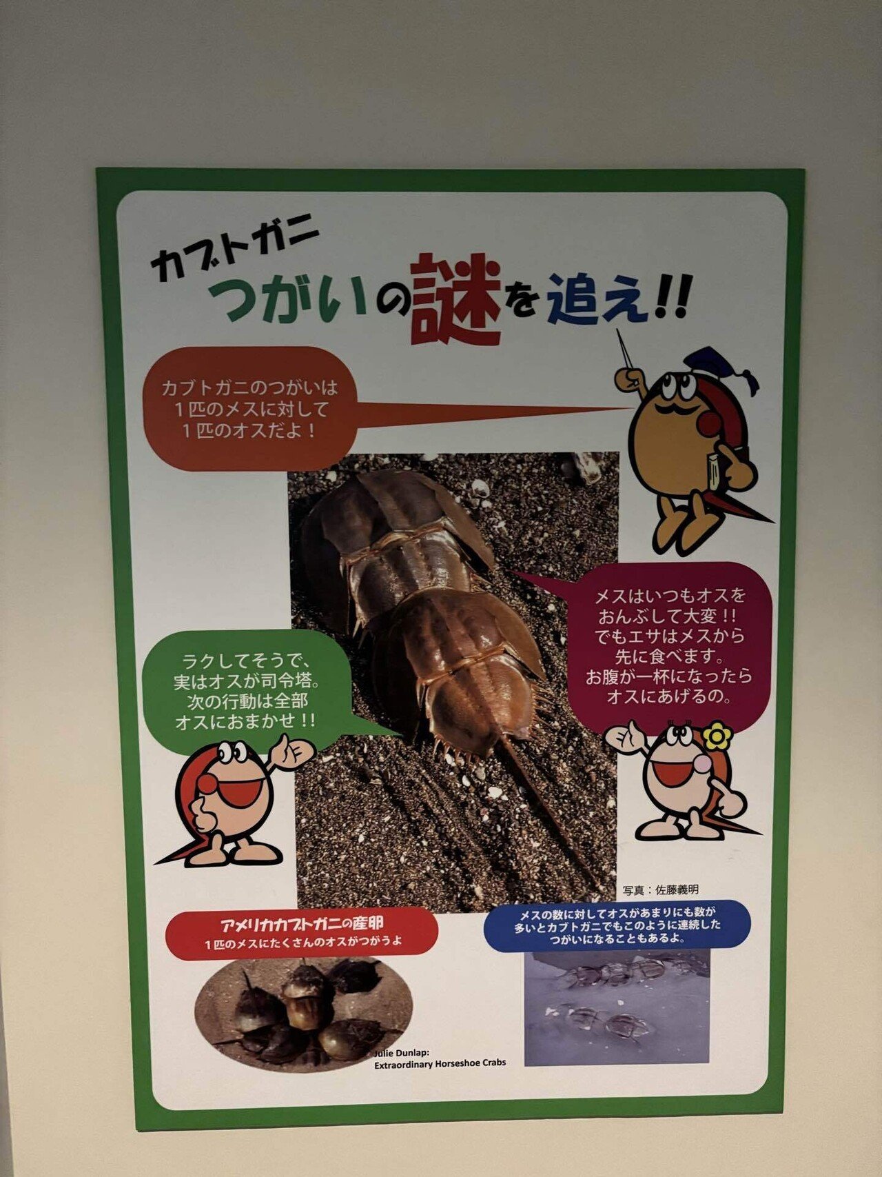 生きた化石に会いにいく ~時の経過と現在 ~｜180011