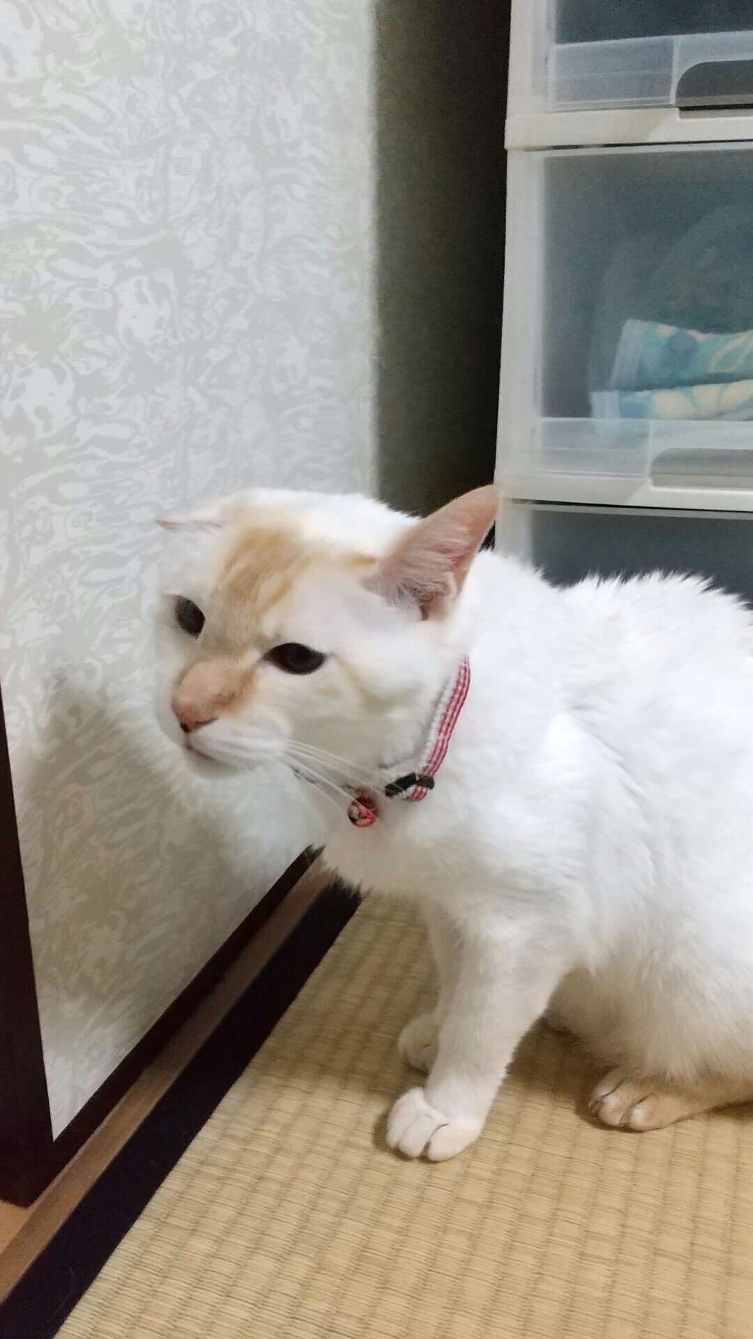 猫の恩返し|note