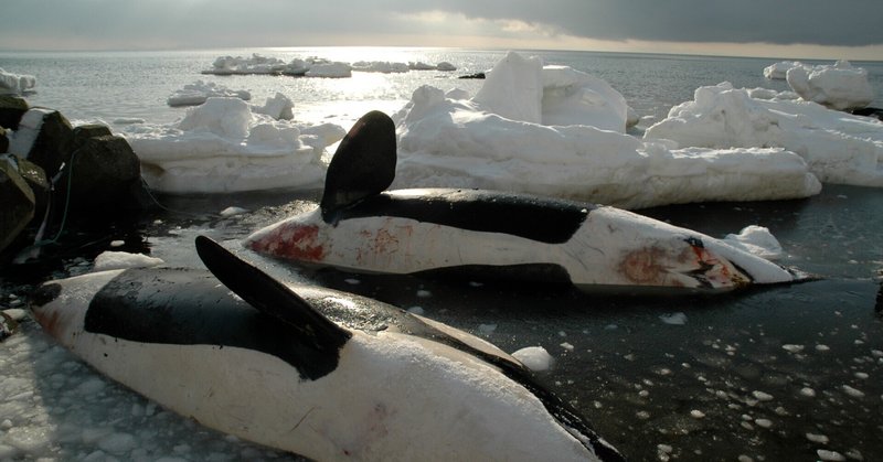 「12頭のシャチが流氷に閉じ込められた！」…極寒の中での救出、シャチの親子を襲った悲劇とは？