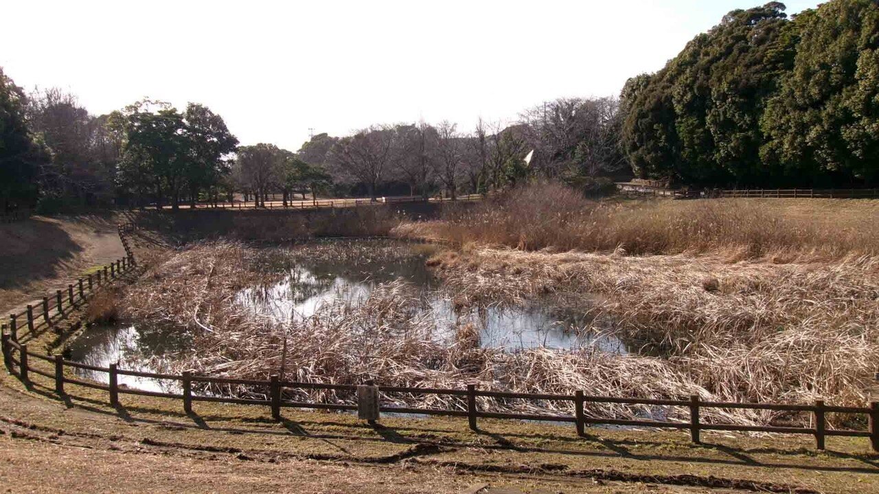 美しが丘近隣公園_四街道_1月19日__池を一望