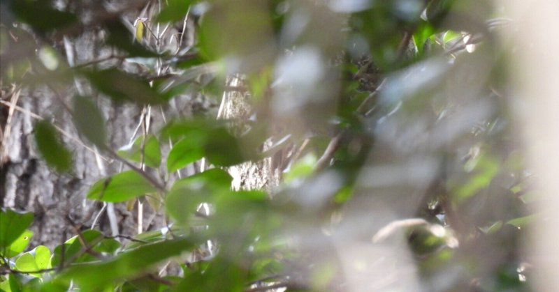 カラスザンショウ探し　鳥見散歩＜Ｋ自然観察園編＞１／２話　2024年1月