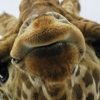 きりんさんが好きです Note きりんさんが好きです Note