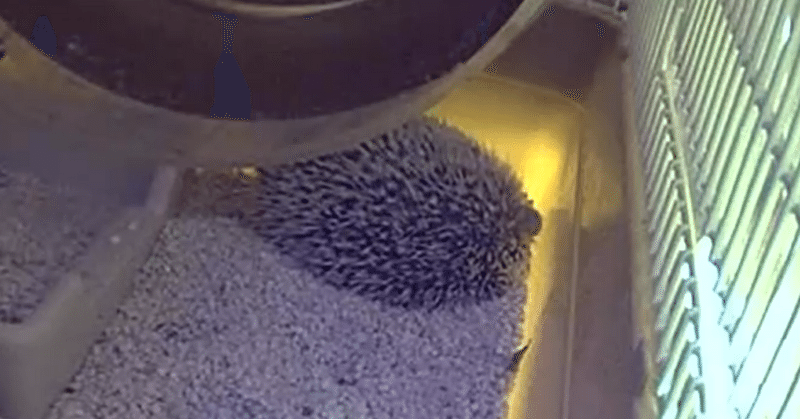 二匹目のドジョウは先払い式｜ナギテン