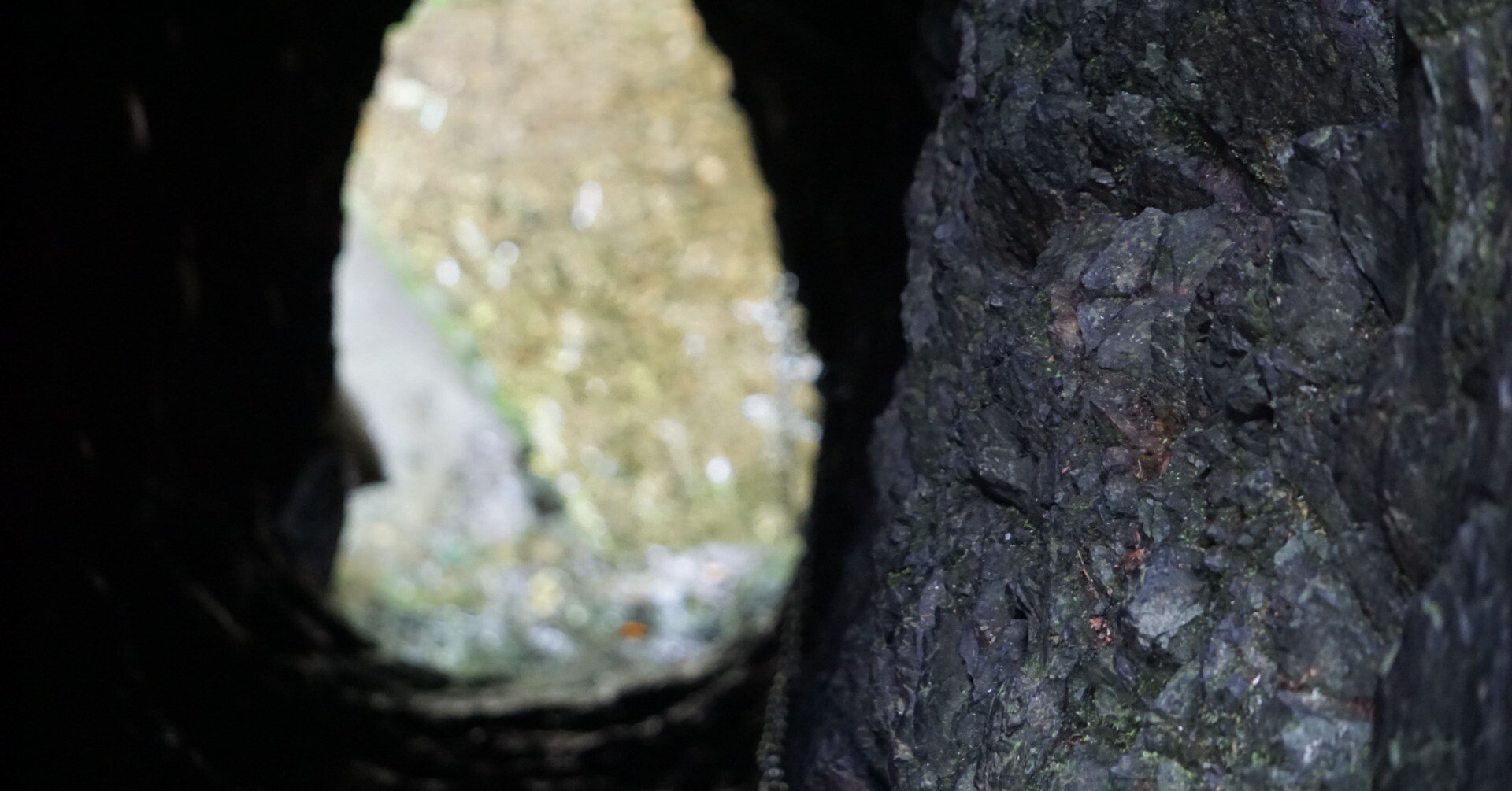 マイナスイオンを森で感じよう｜なおき@世界を旅する大学生