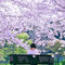 紫葉梢<Siba-Kozue>