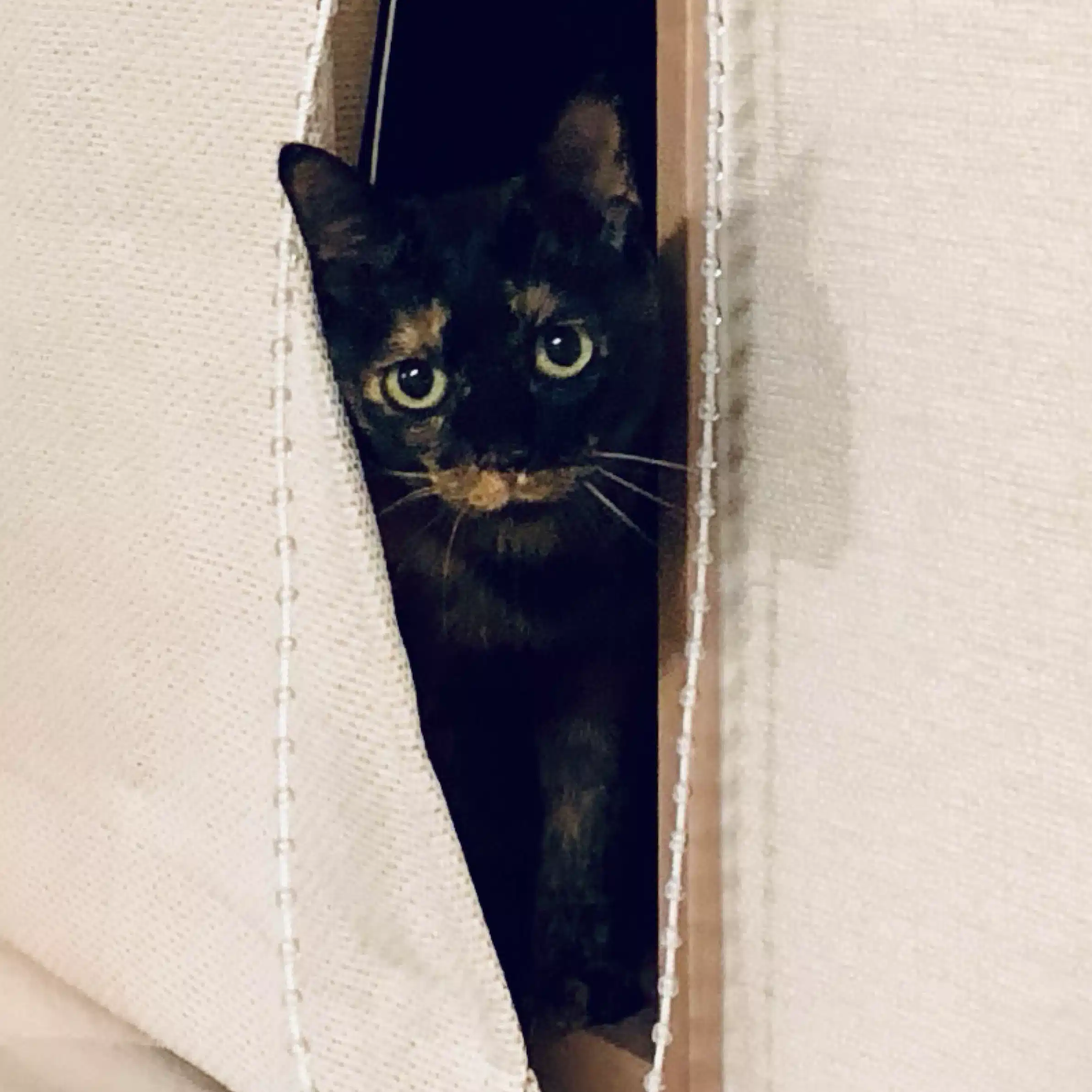 さびねこ