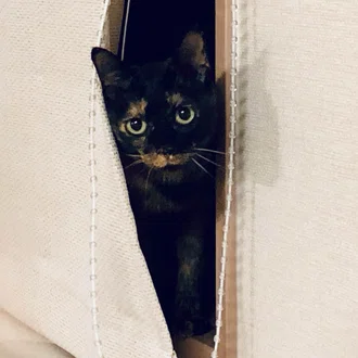 さびねこ