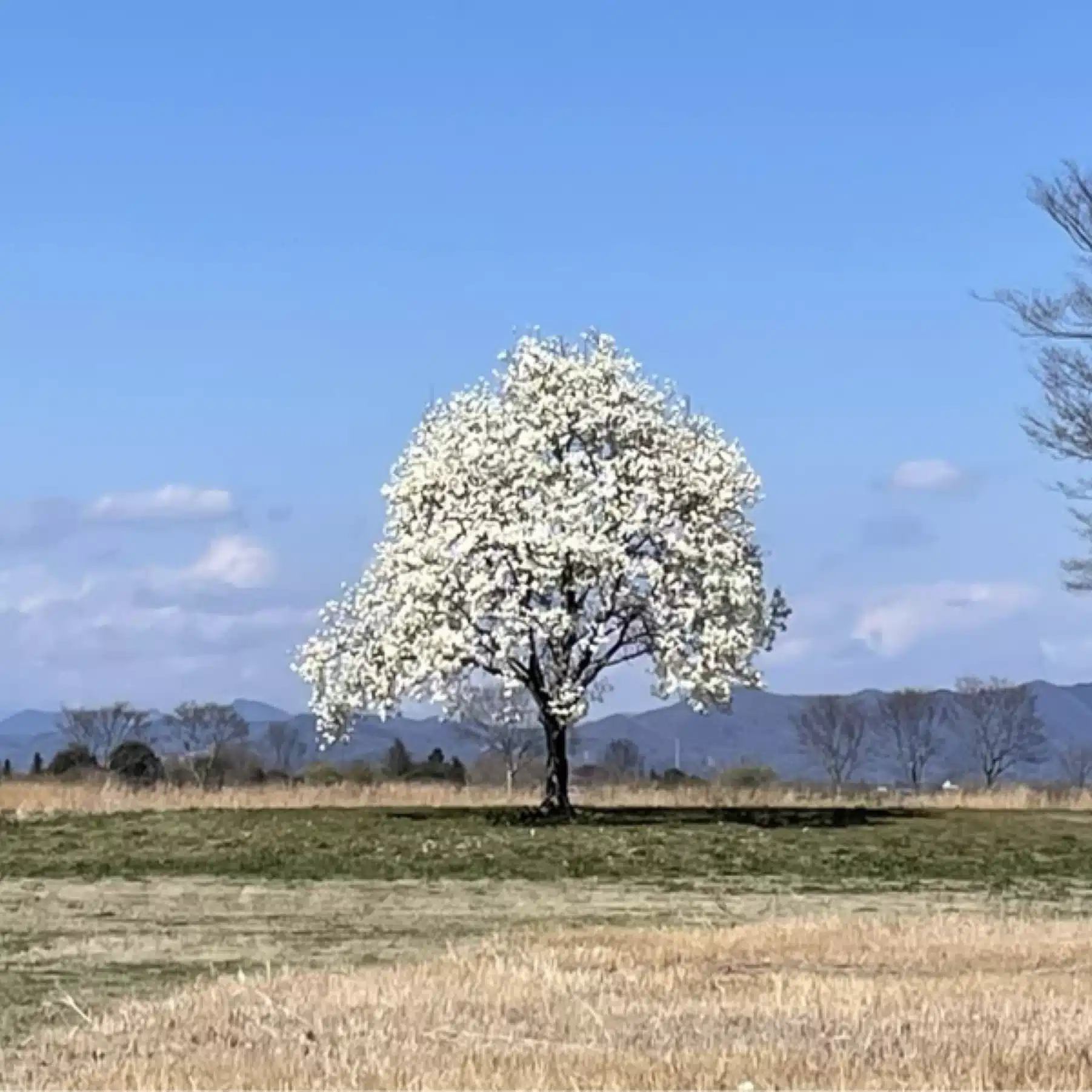 華村 遊衣