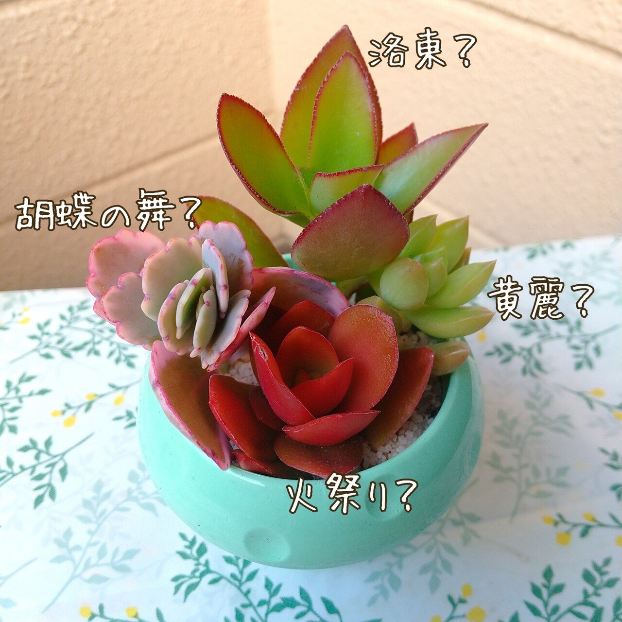 多肉またお迎え・植え替え・寄せ植え｜エト