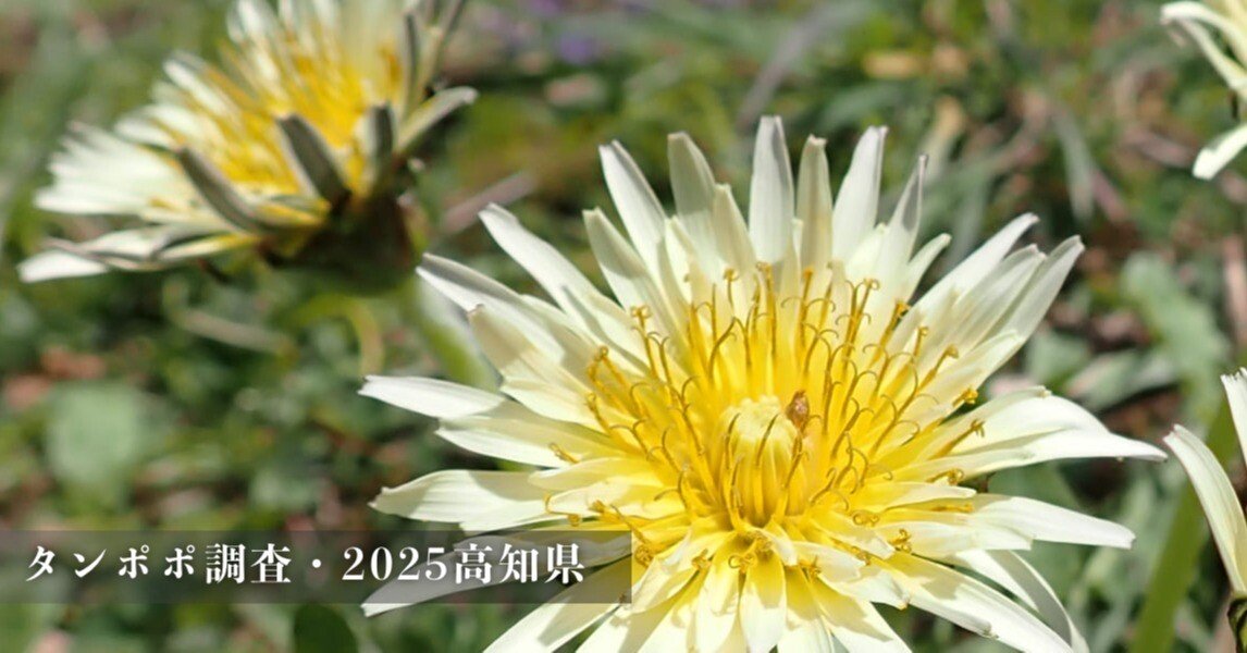 生物教師の植物日記「タンポポ調査・2025高知県」｜うらちゃん｜ICTが