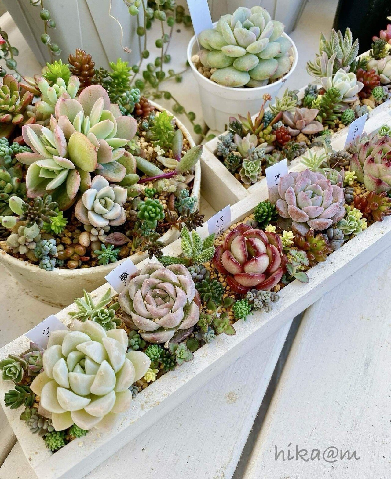 ★多肉植物　寄せ植え〜手作り木製プランター　ビーチ寄せ〜★ ☆多肉植物 寄せ植え〜手作り木製プランター ビーチ寄せ〜☆