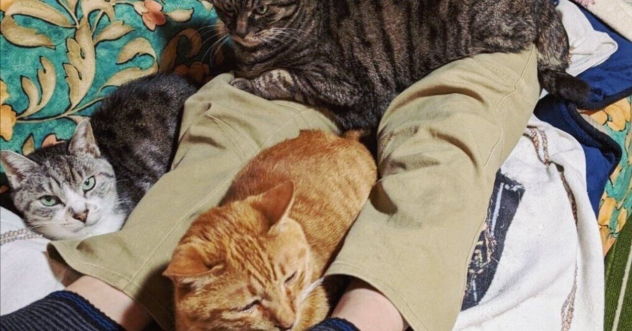 猫は飼わないと怒っていたジジイの現在」に共感の嵐、70代の父親
