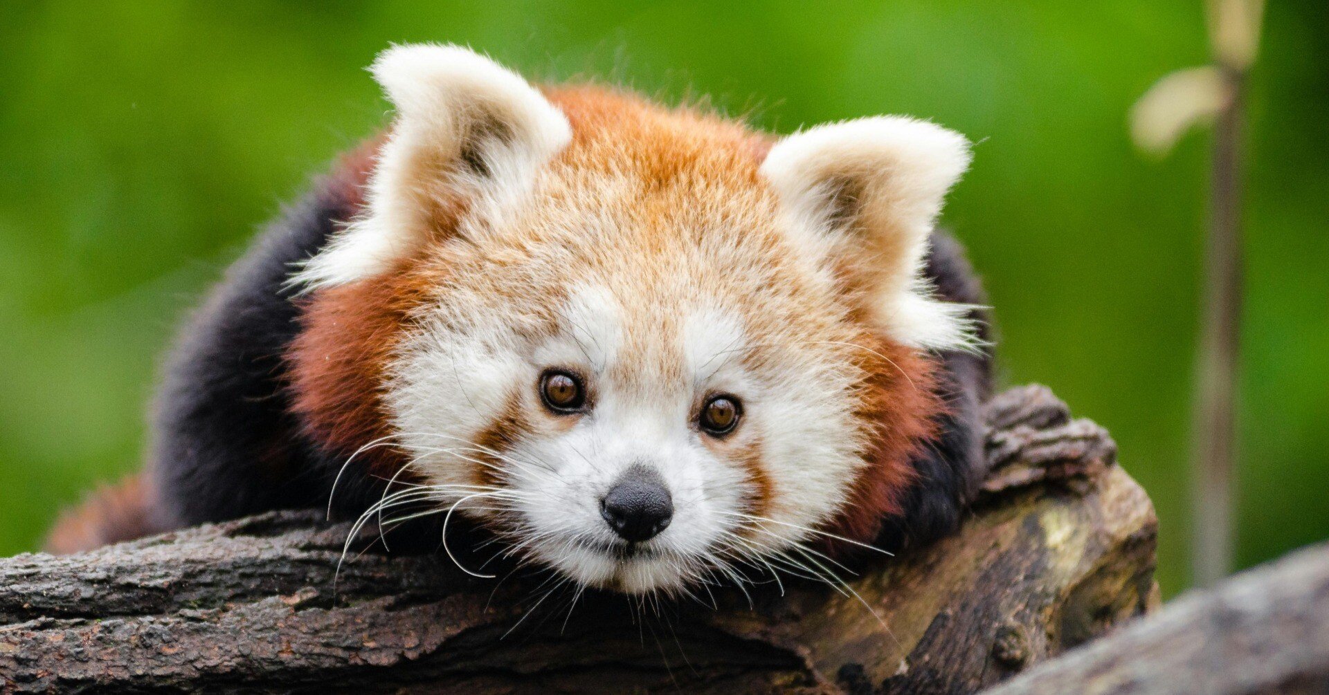 レッサーパンダ ffc2bae11a57cfb58dea4975007efe