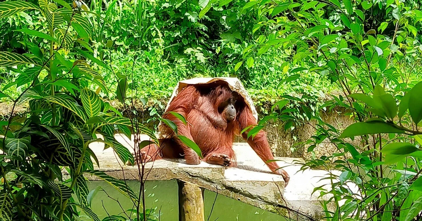 オランウータンの「力」は、人間の8倍あるらしい｜ラヤンラヤン『私の