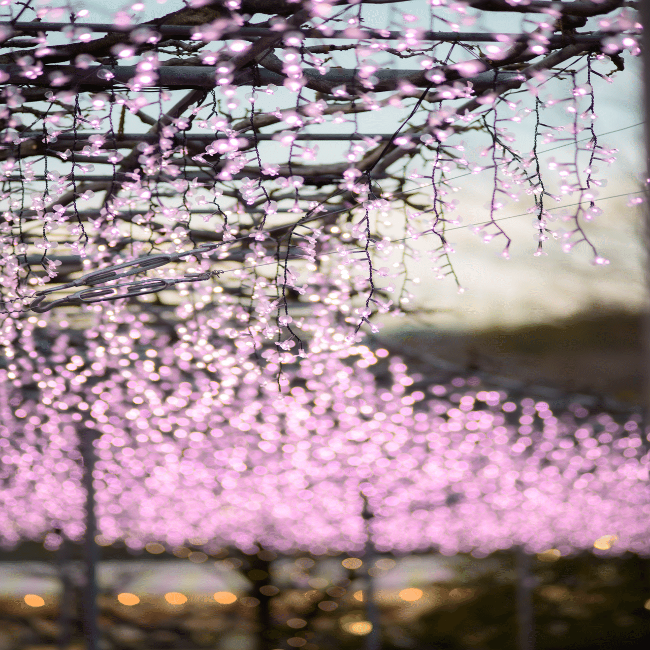 旅photo日記】立春の夜に咲く藤の花 in あしかがフラワーパーク｜みき