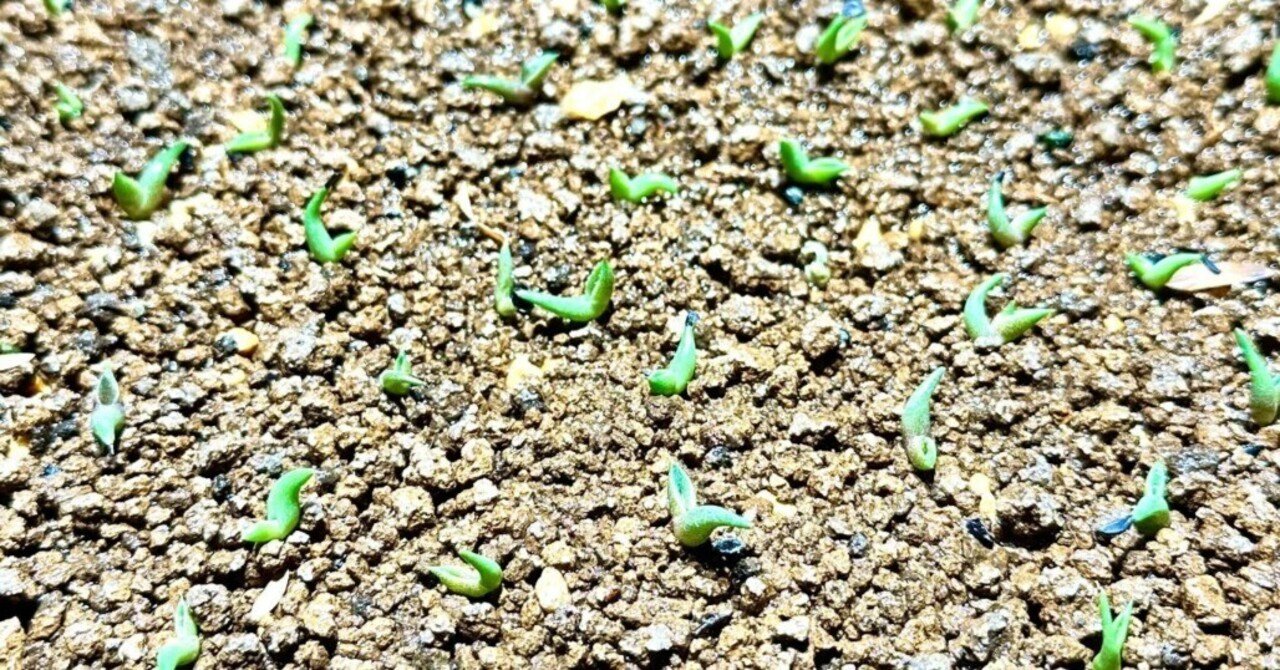 アガベオテロイ 実生成功への道① 準備編｜Re-NEWAL