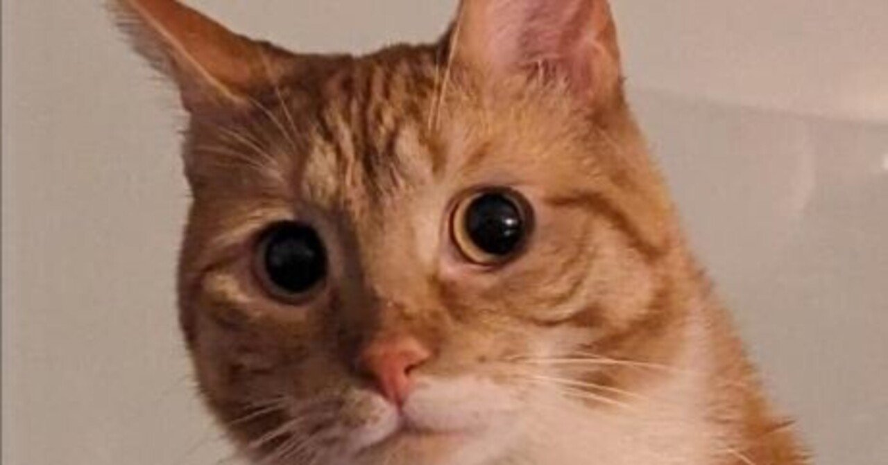 llama-cpp-pythonの学習メモ|Lucas