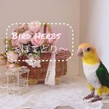 herb_pote_bird