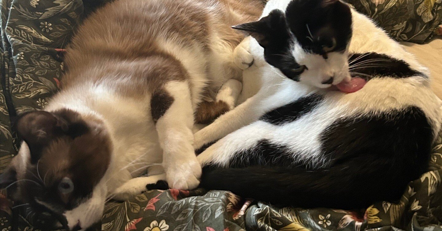 読んだ：「ネットワークビジネス9の罠」｜渡辺朱鷺