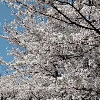 マムララ